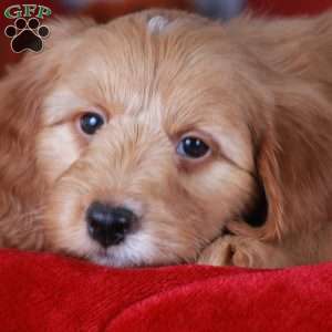 Cheddar, Mini Golden Mountain Doodle Puppy
